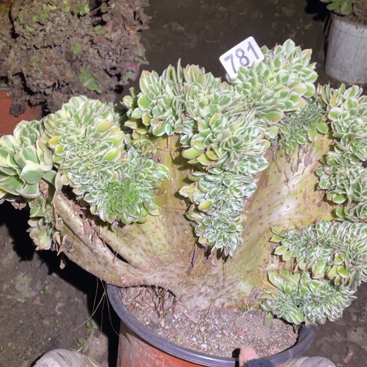 781号迈巴赫缀化多肉植物