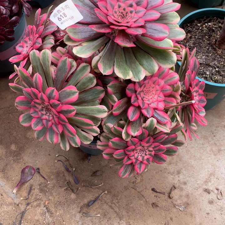 618粉同多肉植物