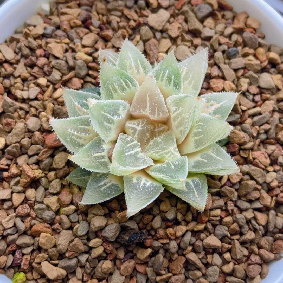 糊斑冰砂糖锦十二卷