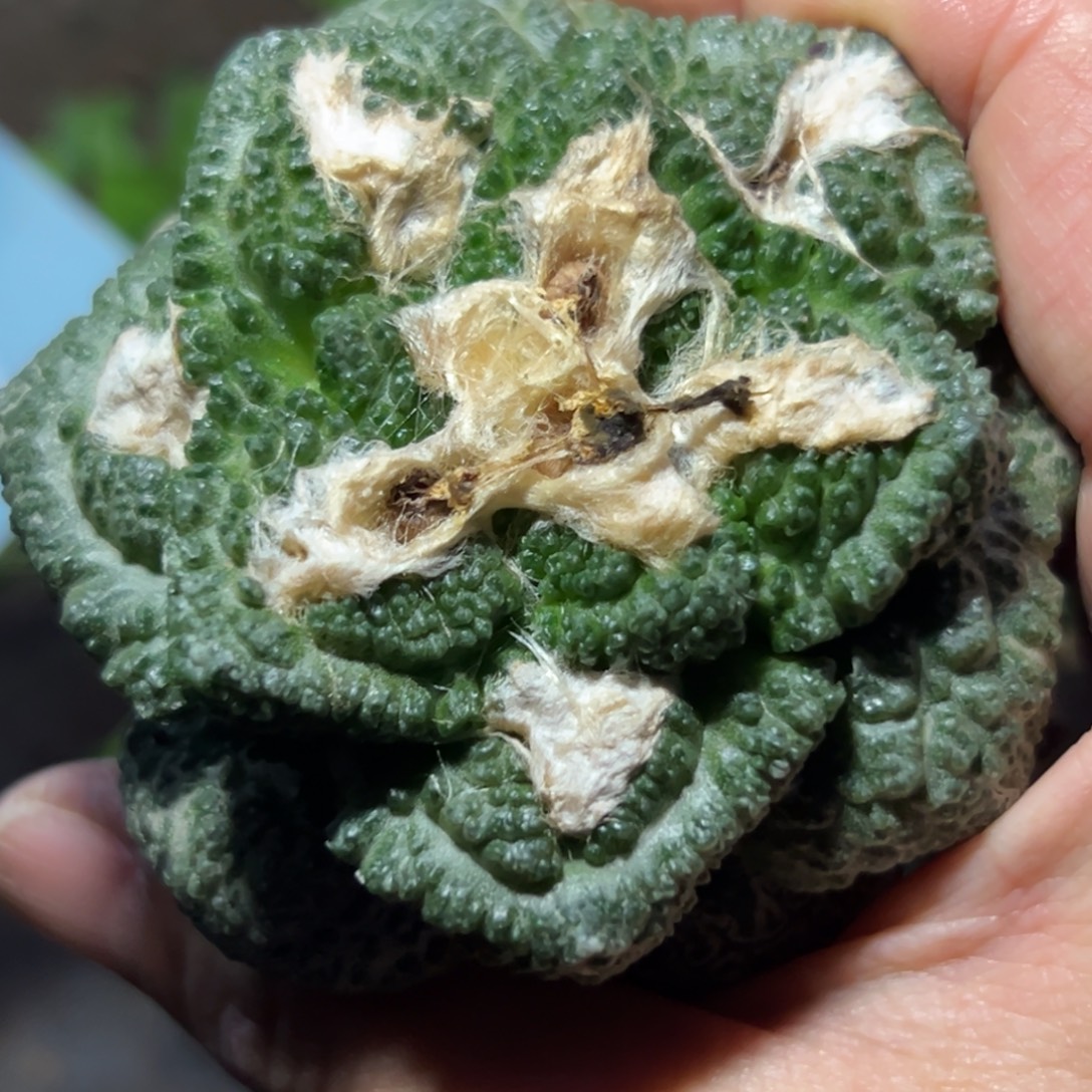 136 仙人球的比赛将