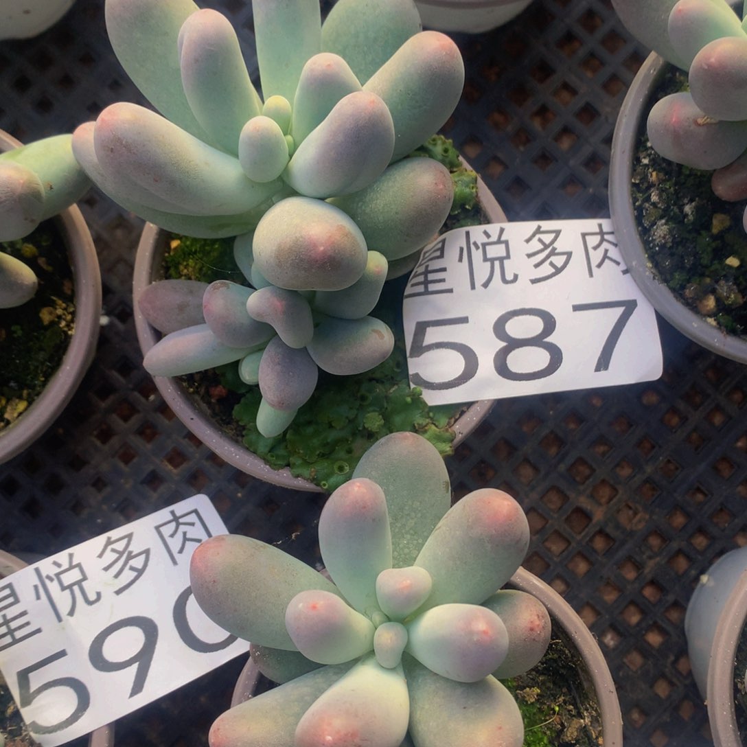 星悦多肉 米可奶587
