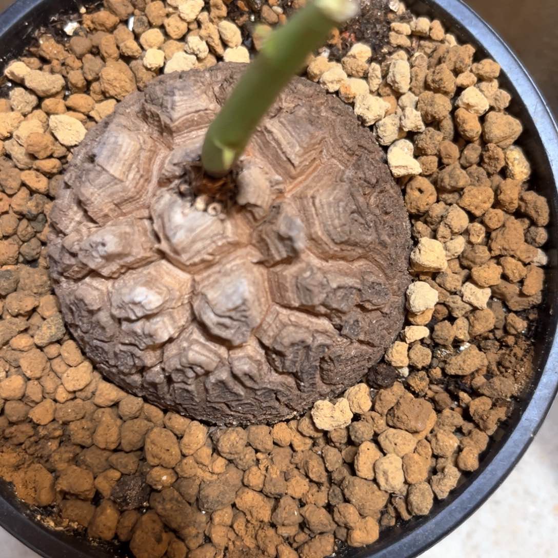 613龟甲龙6.9公分