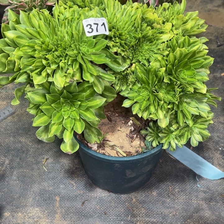 翡翠琉璃缀371多肉法师一物一拍