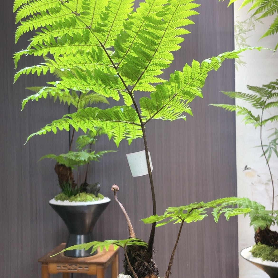 【闪购商品】短***姐蕨
