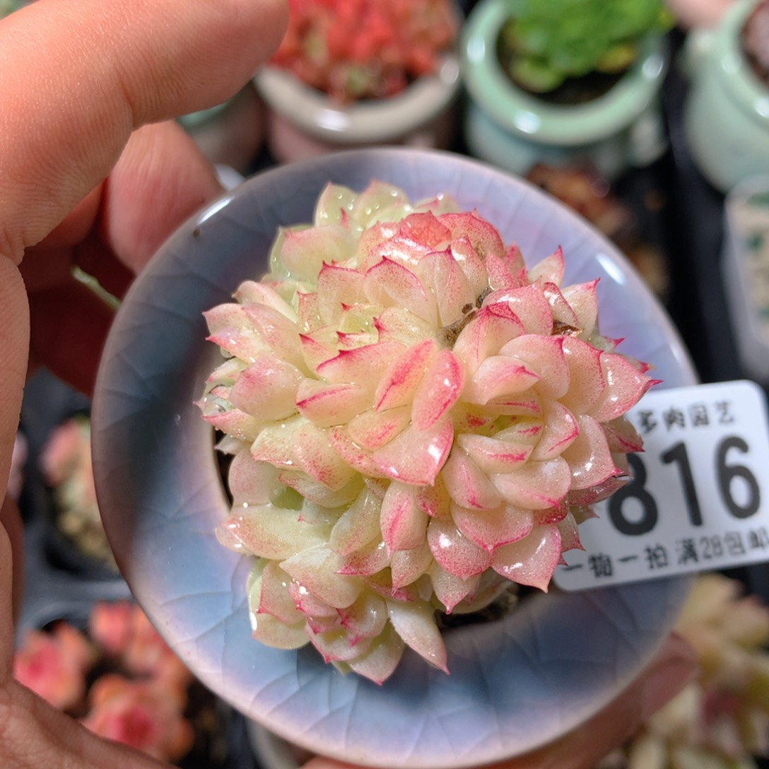 5CM拇指盆精控多肉ZT816
