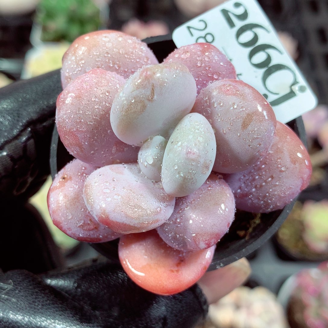 5厘米盆精控多肉266