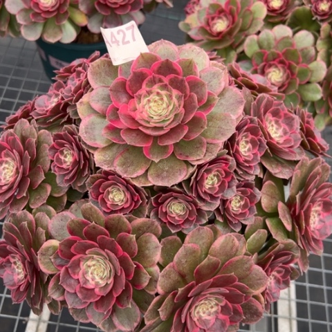 427粉花妖30厘米