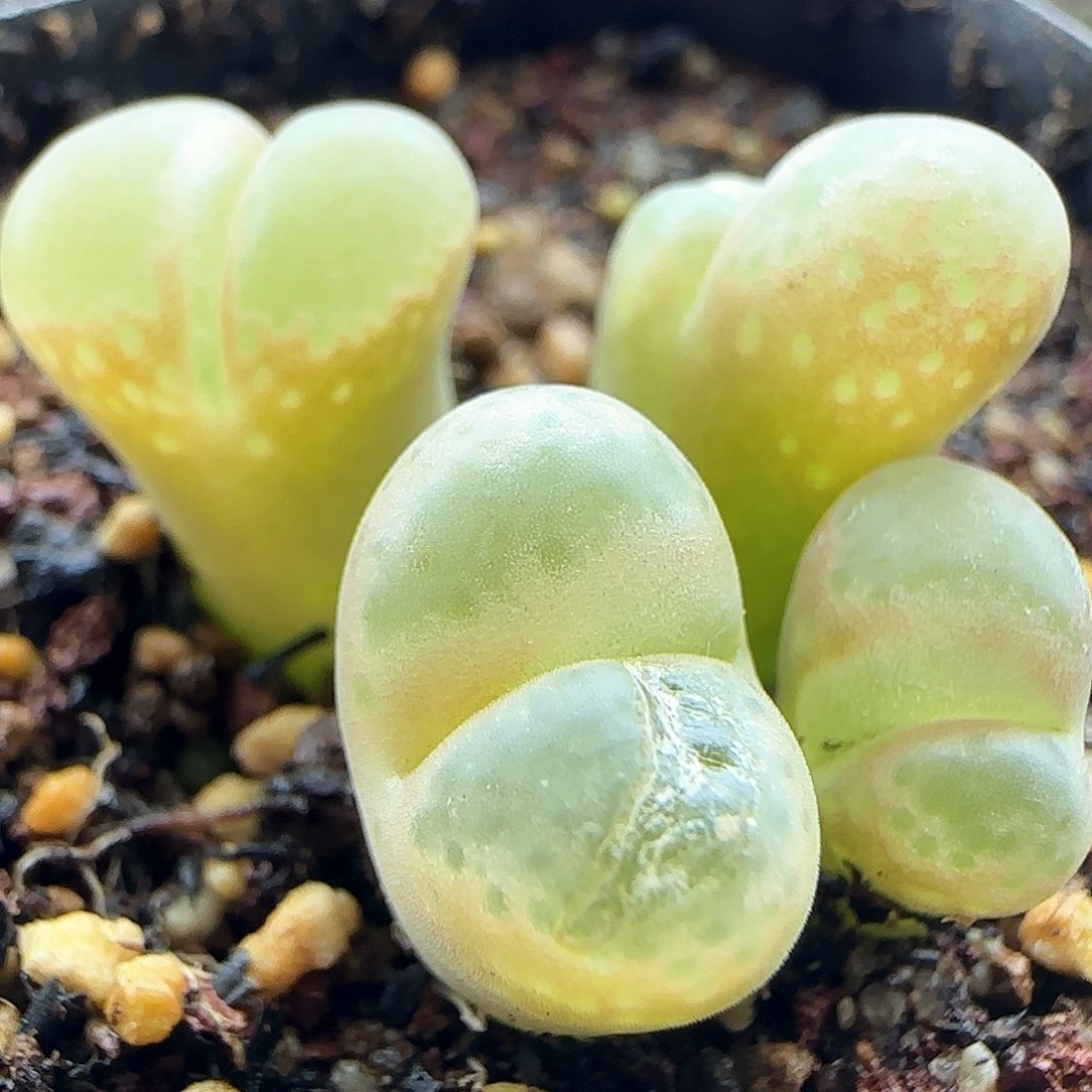 脱土年后发货24149