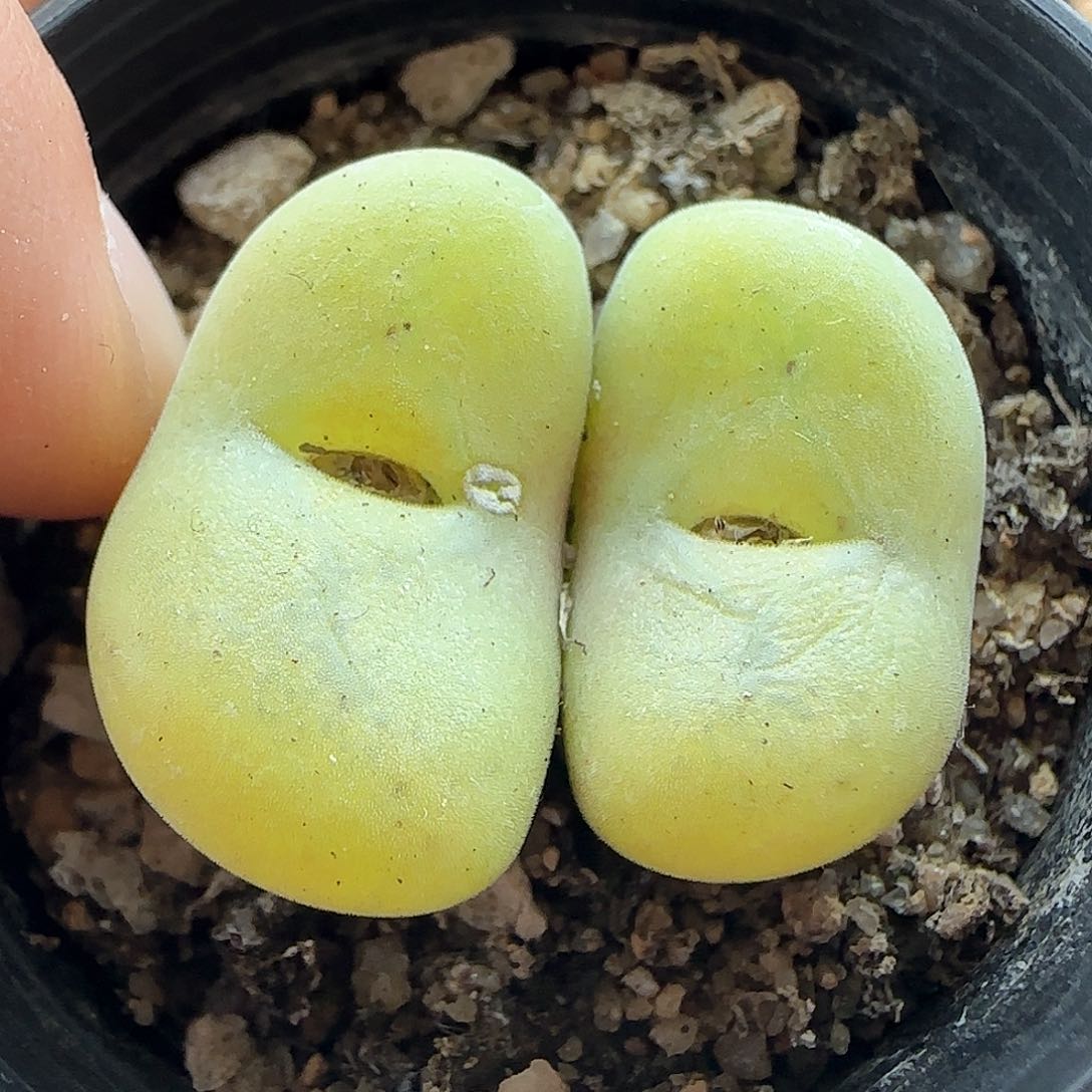 28包邮脱土发货29322