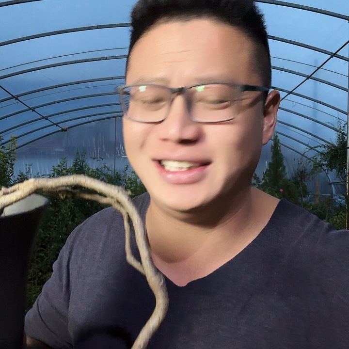 云***冈当前无花朵，栽培后可花朵