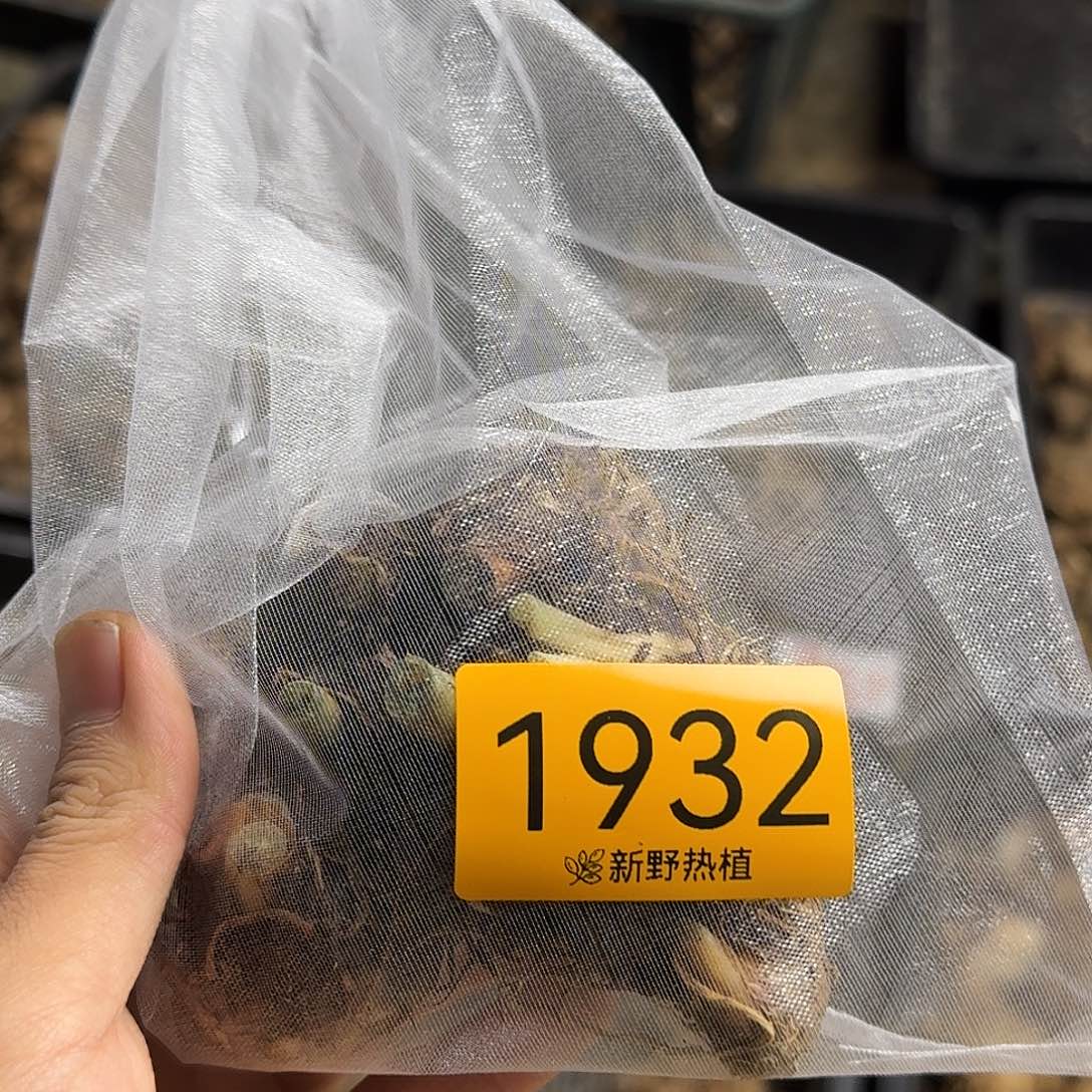 小****完全开放1932火箭裸球不售后