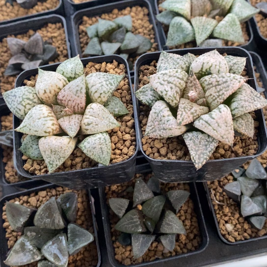 辰****2642 两颗一起 福利 