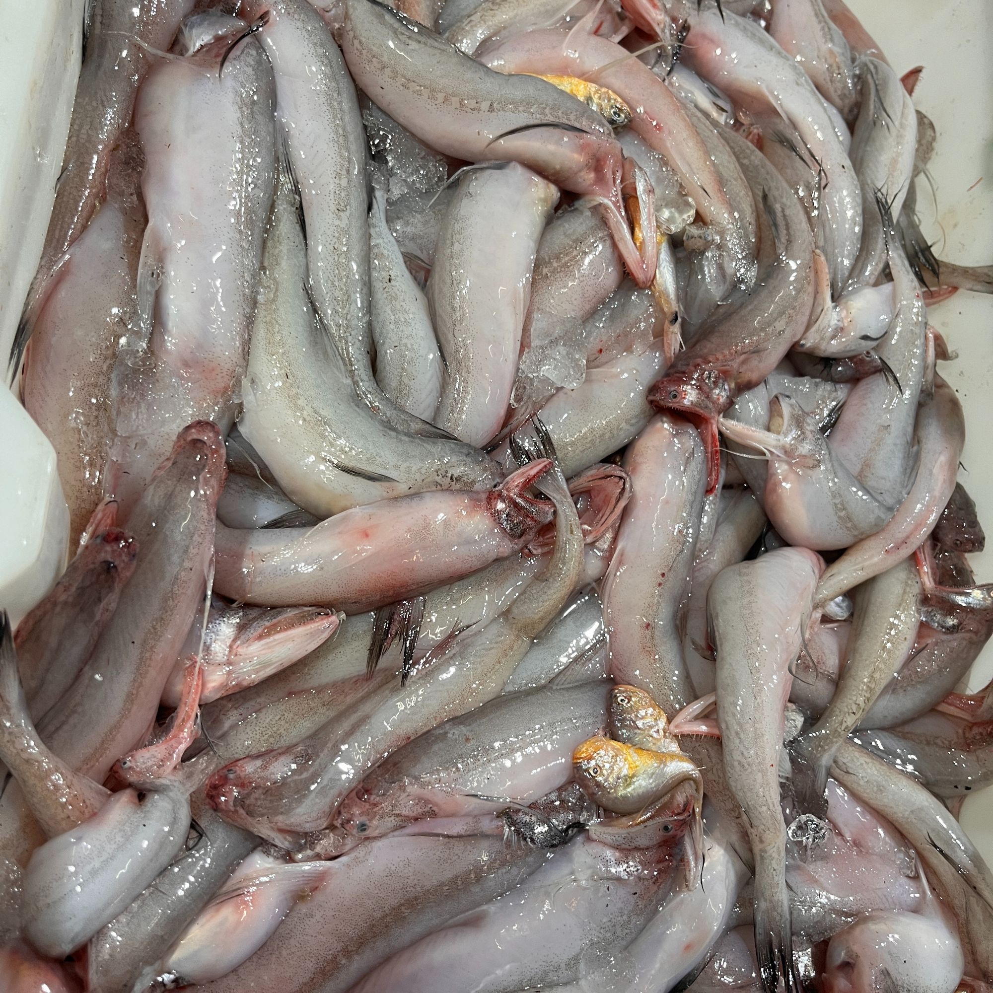 东海野生豆腐鱼纯净重四斤