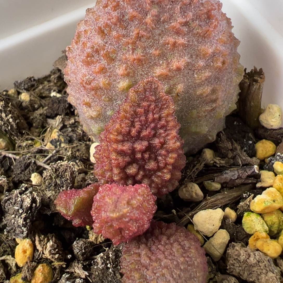 实生新品多肉植物水泡
