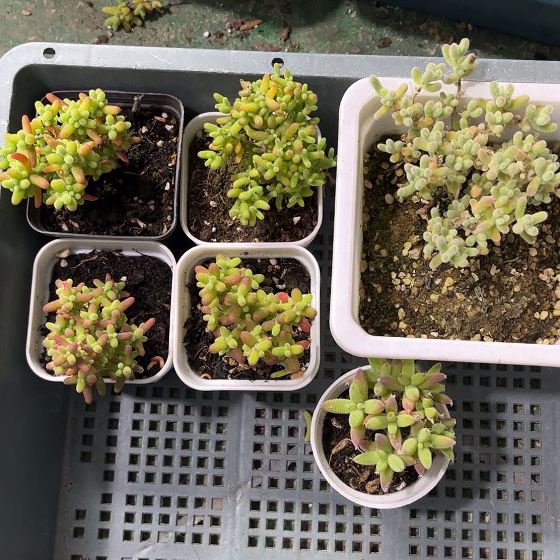 26新手套餐6颗组合