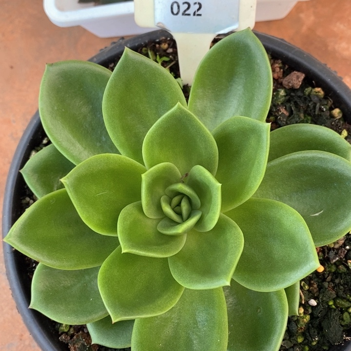 L022翠花直播福利