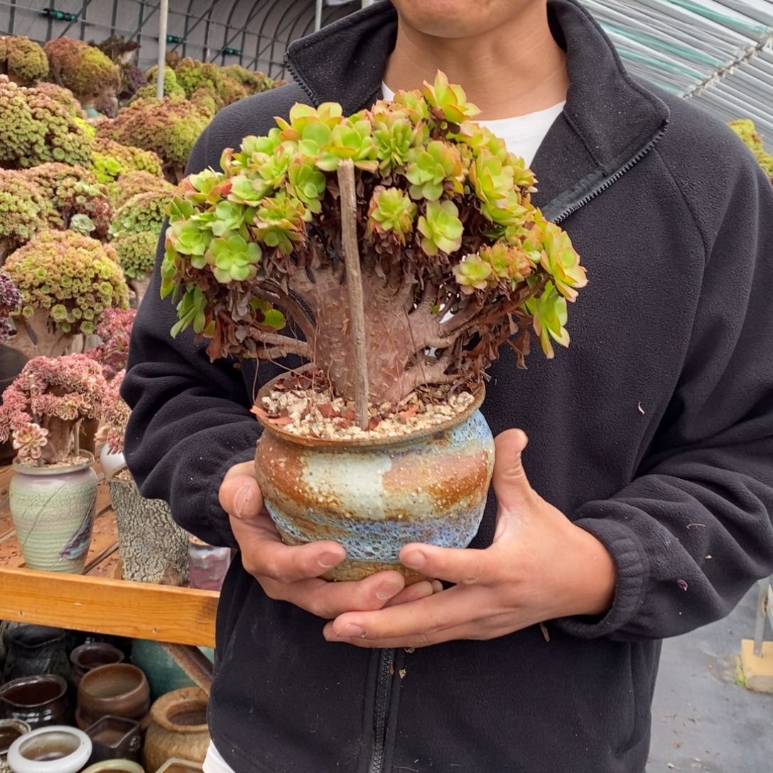 袁***姐加州香炉盘缀化不带盆土