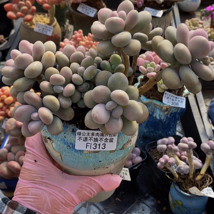 大桃蛋老桩有砍313多肉植物