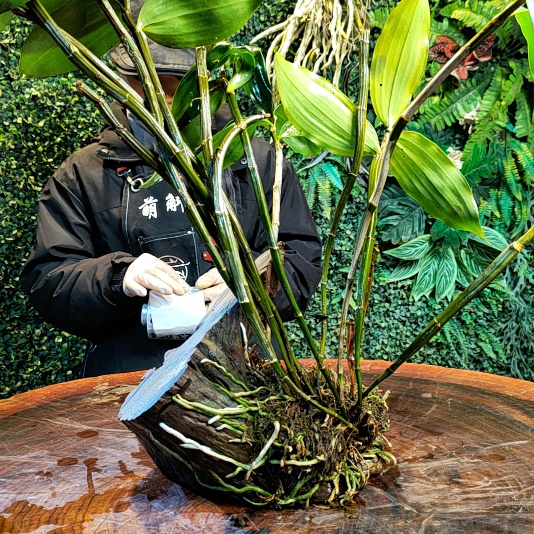 【闪购商品】033高珠球花花卉