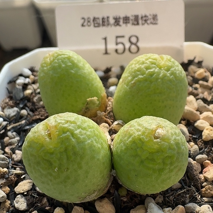 158 超大玉米。肉锥。 