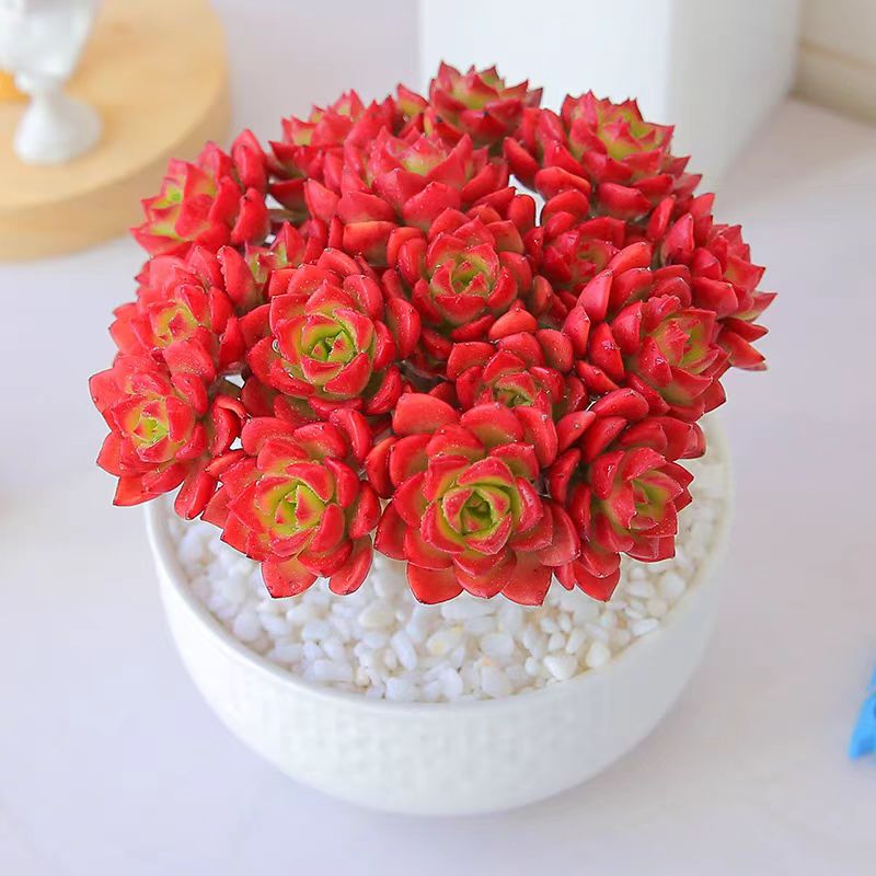 新品{爱玛仕玫瑰}  带盆土发  新手好养活 室内外养 七姐多肉