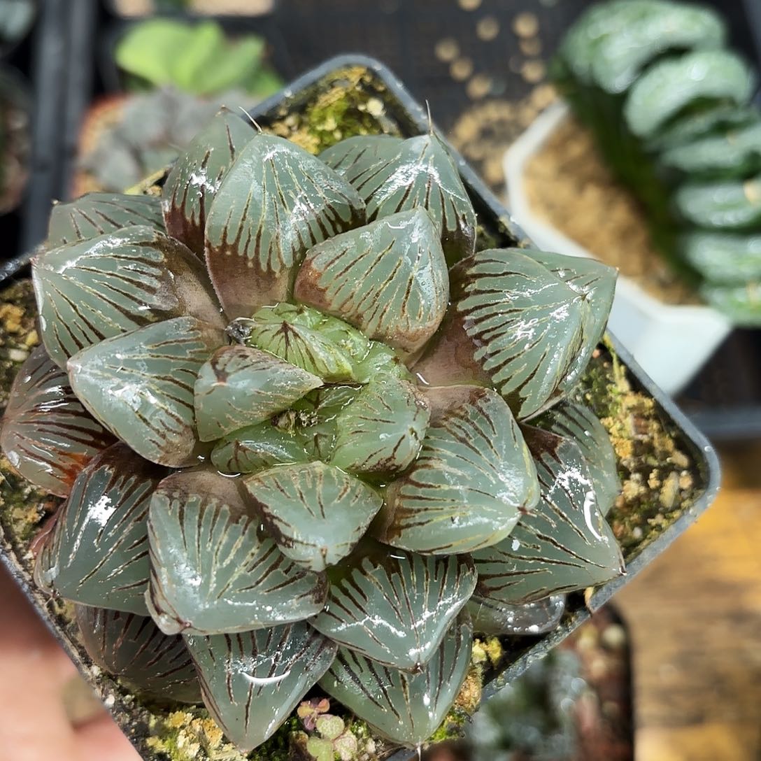 赤焰玉潭寿多肉植物