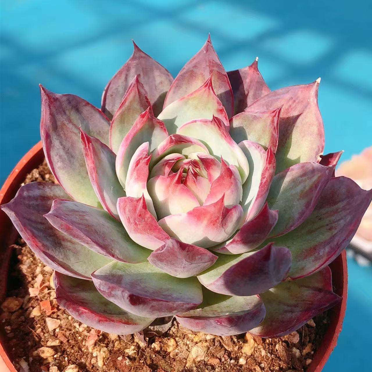 多肉植物   拉丝惊鸿仙子一颗（叶展7左右）满28包邮除偏远