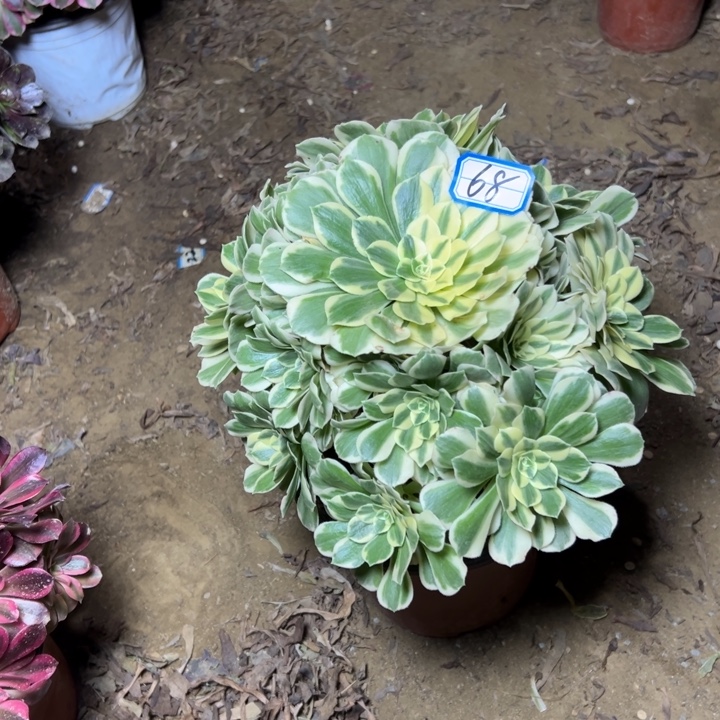 昆***哥多肉植物迈八赫法师68