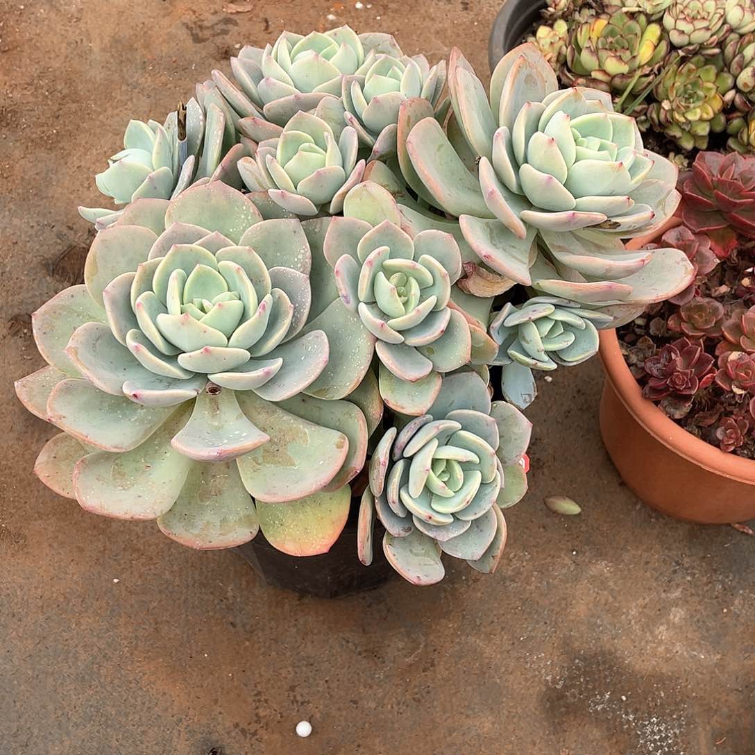 965白月光 一物一拍多肉