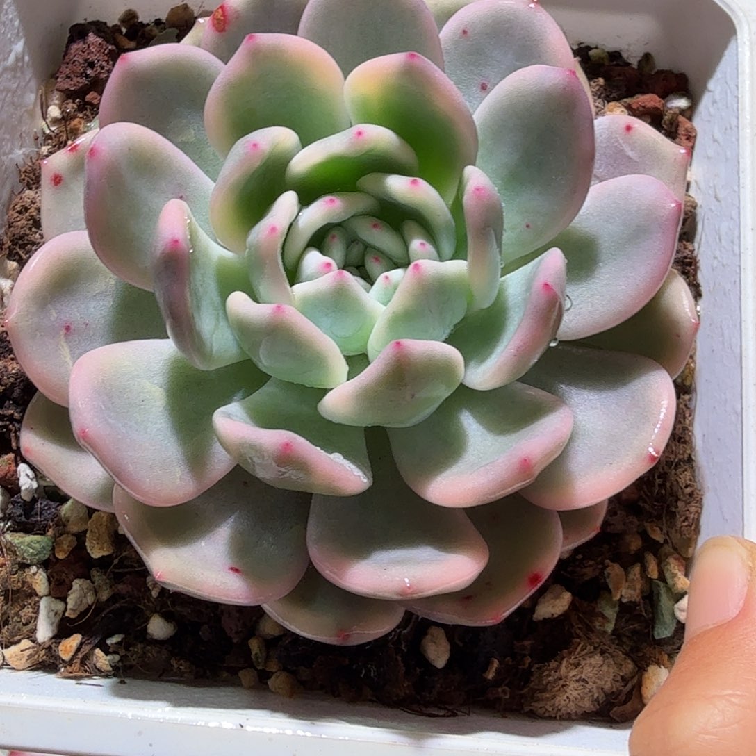 橙梦露锦，多肉植物