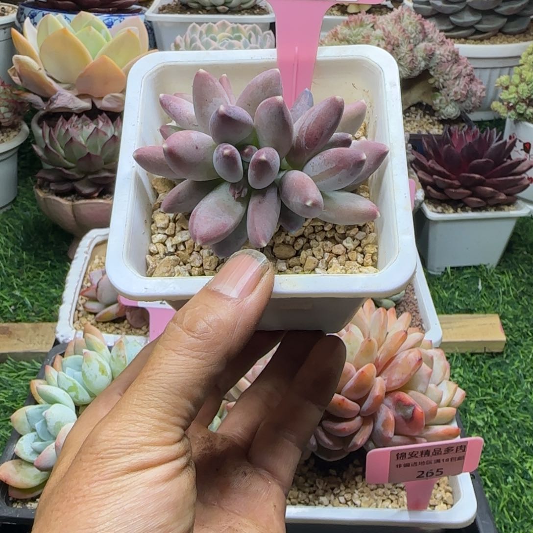 锦安精品多肉植物267