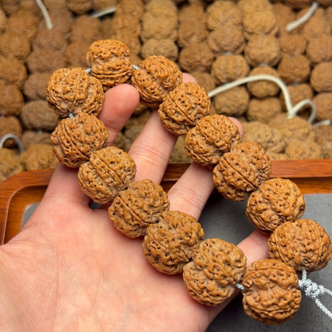 菩提22号尼泊尔大金刚23深沟梅花