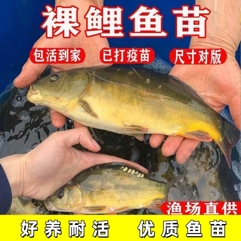 鲜活裸斑鱼苗无甲鲤鱼三道鳞裸鲤苗场直发稻花鱼池塘水库水塘养殖