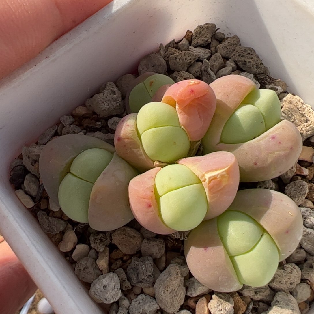 456多肉植物组合