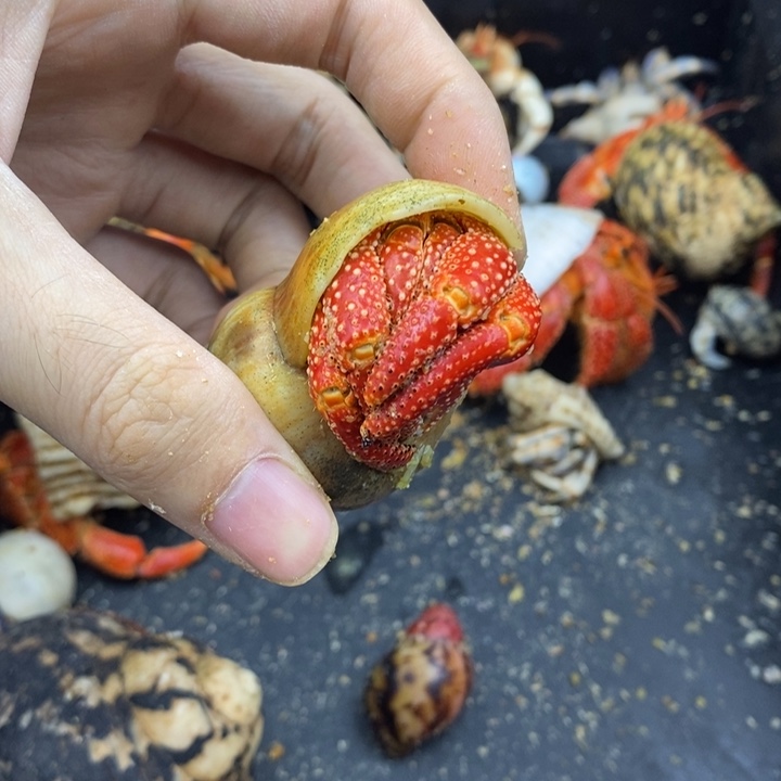 3.3口法拉利斐济草莓