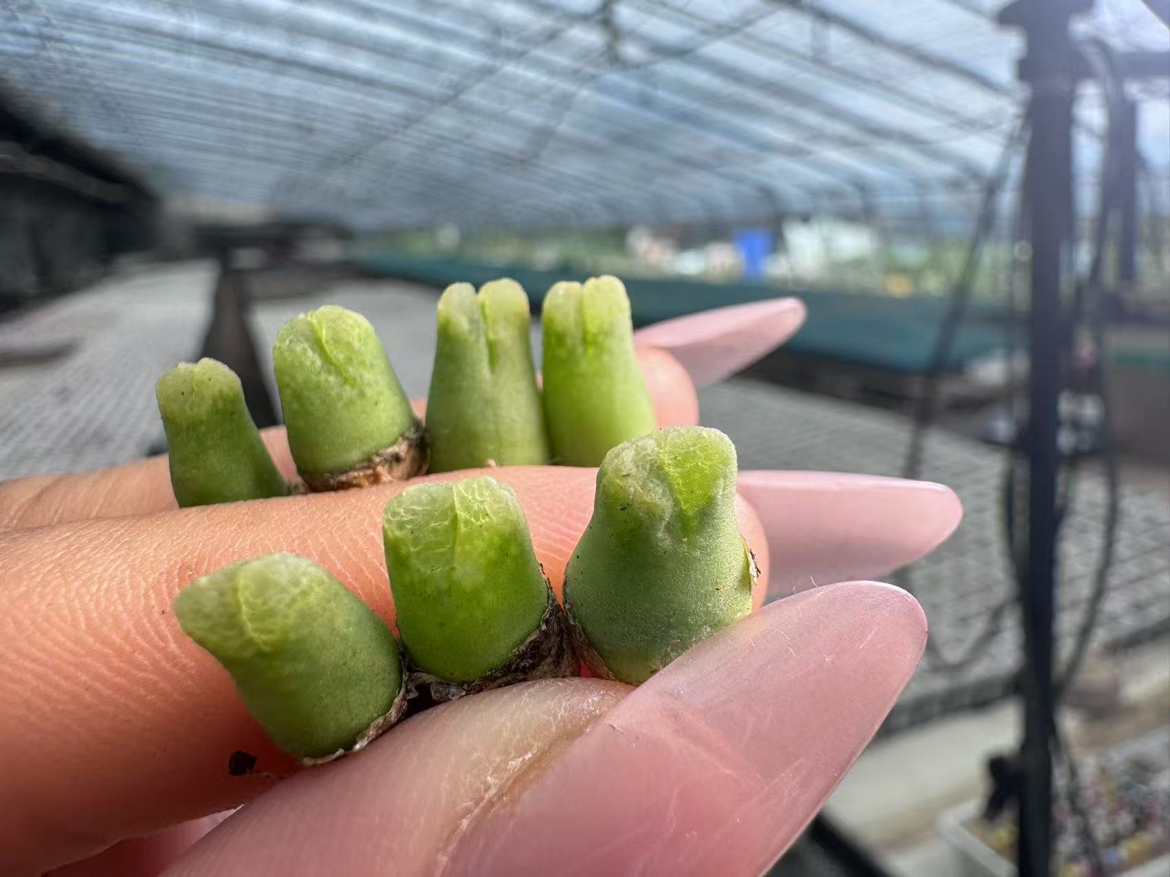 30-2多肉植物肉锥鹿角一颗