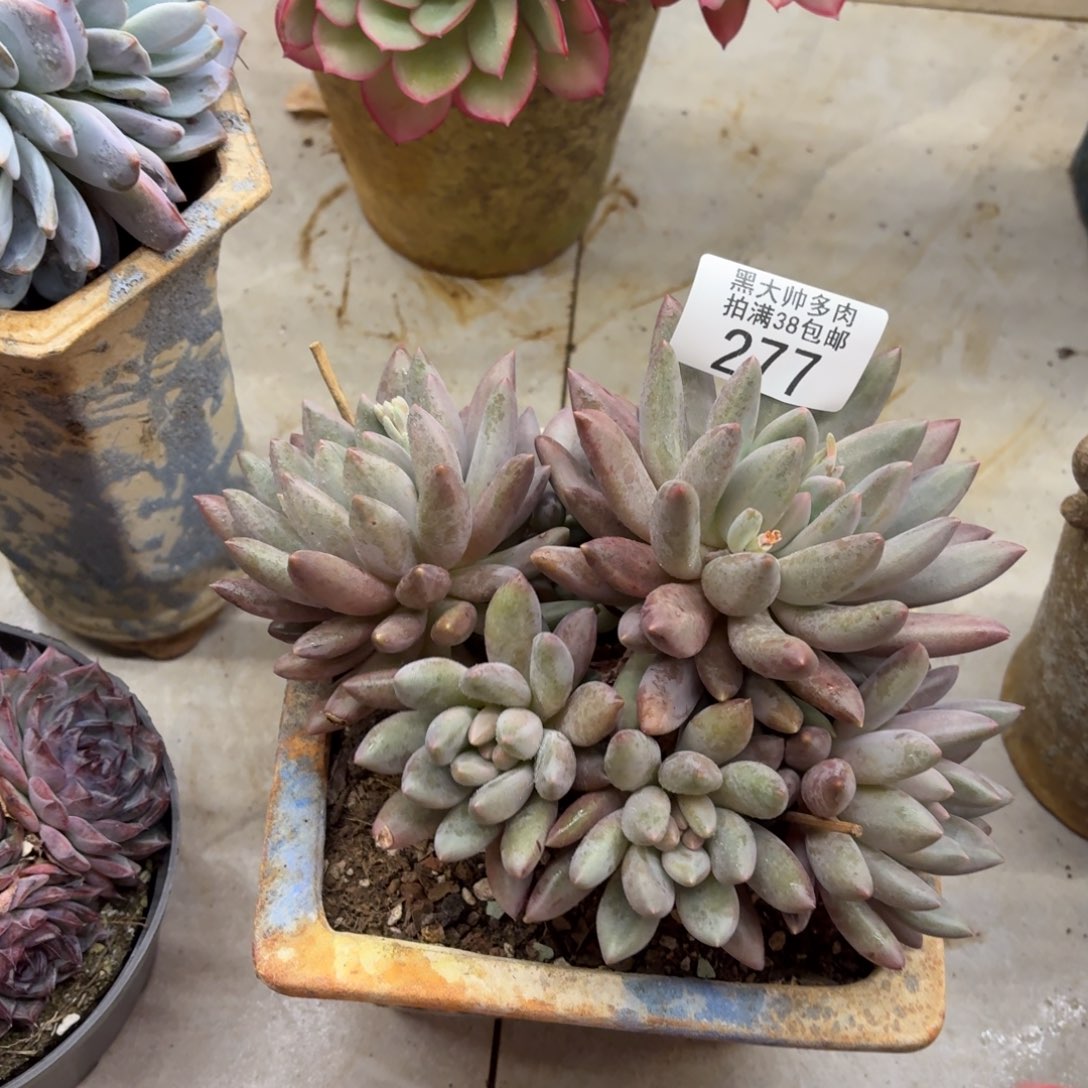 A***牛黑大帅多肉277车厘子