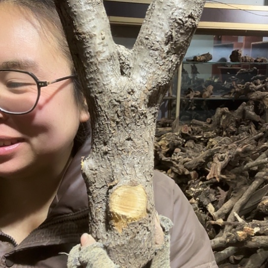 香榧木独**剑火琉璃的毛料摆件