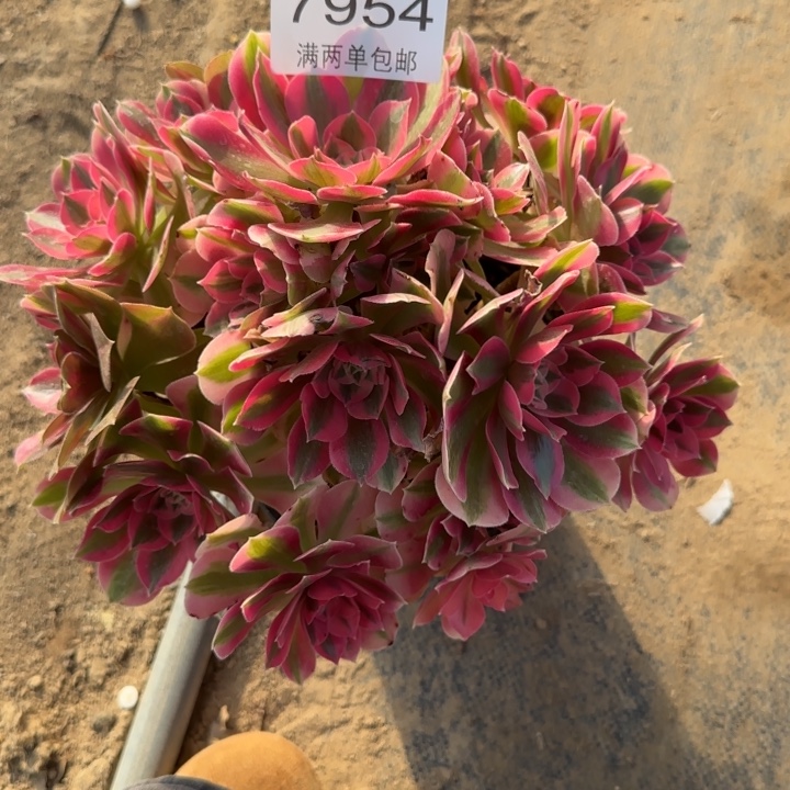 7954女巫多肉植物