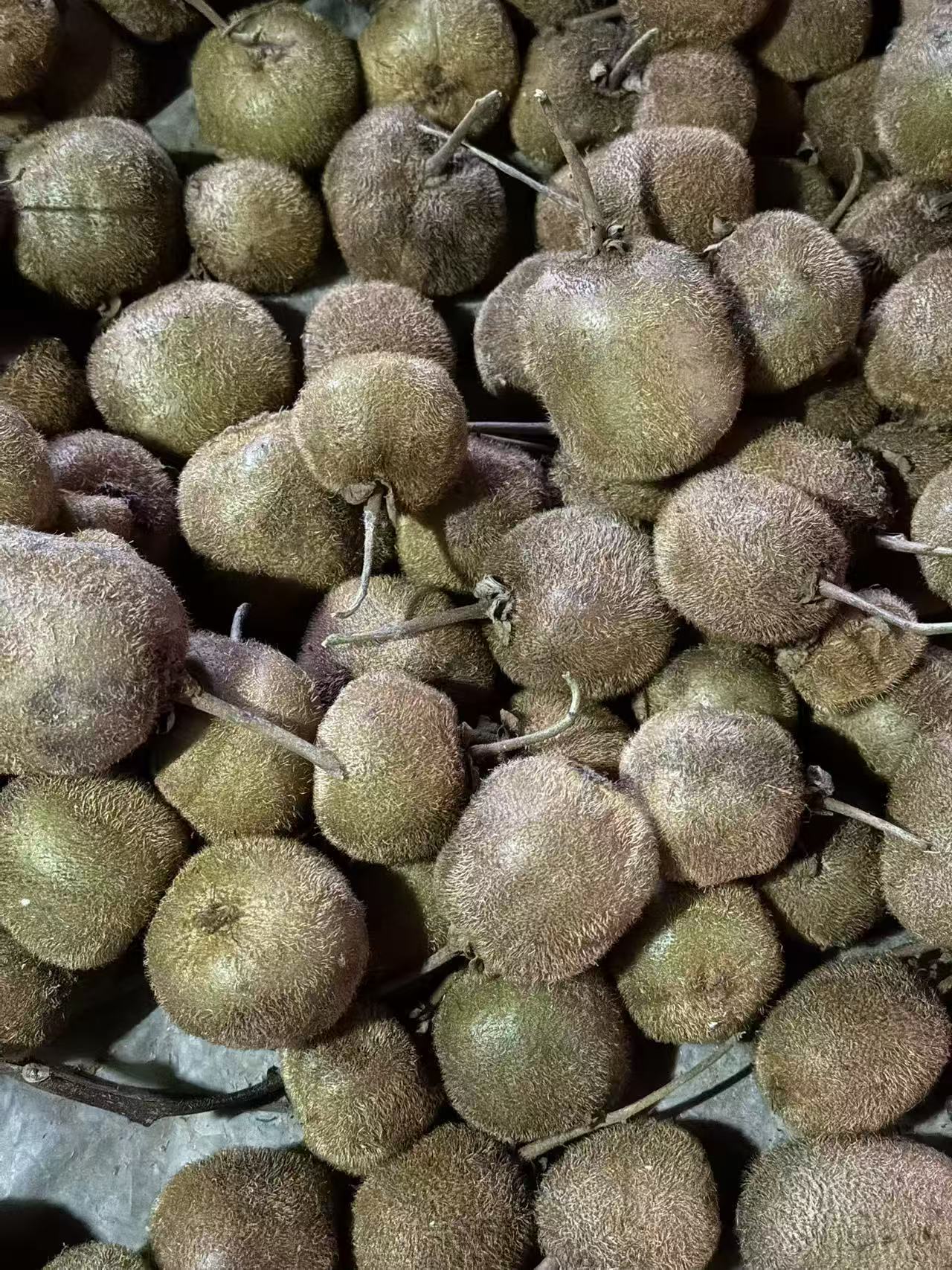 恩施龙坪野生猕猴桃