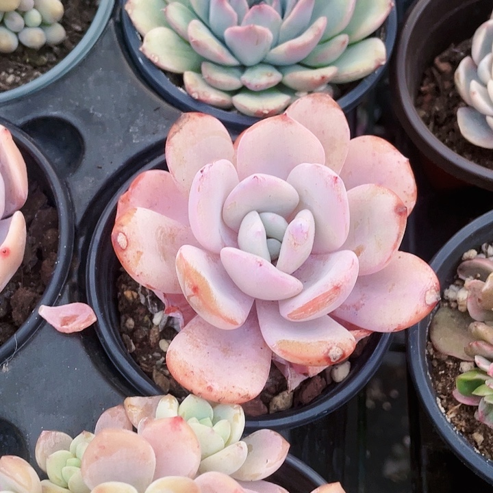 奶茶25一盆8888888