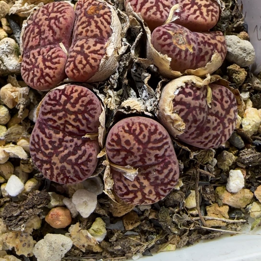 8.12。。鸟哈尼。。。2030