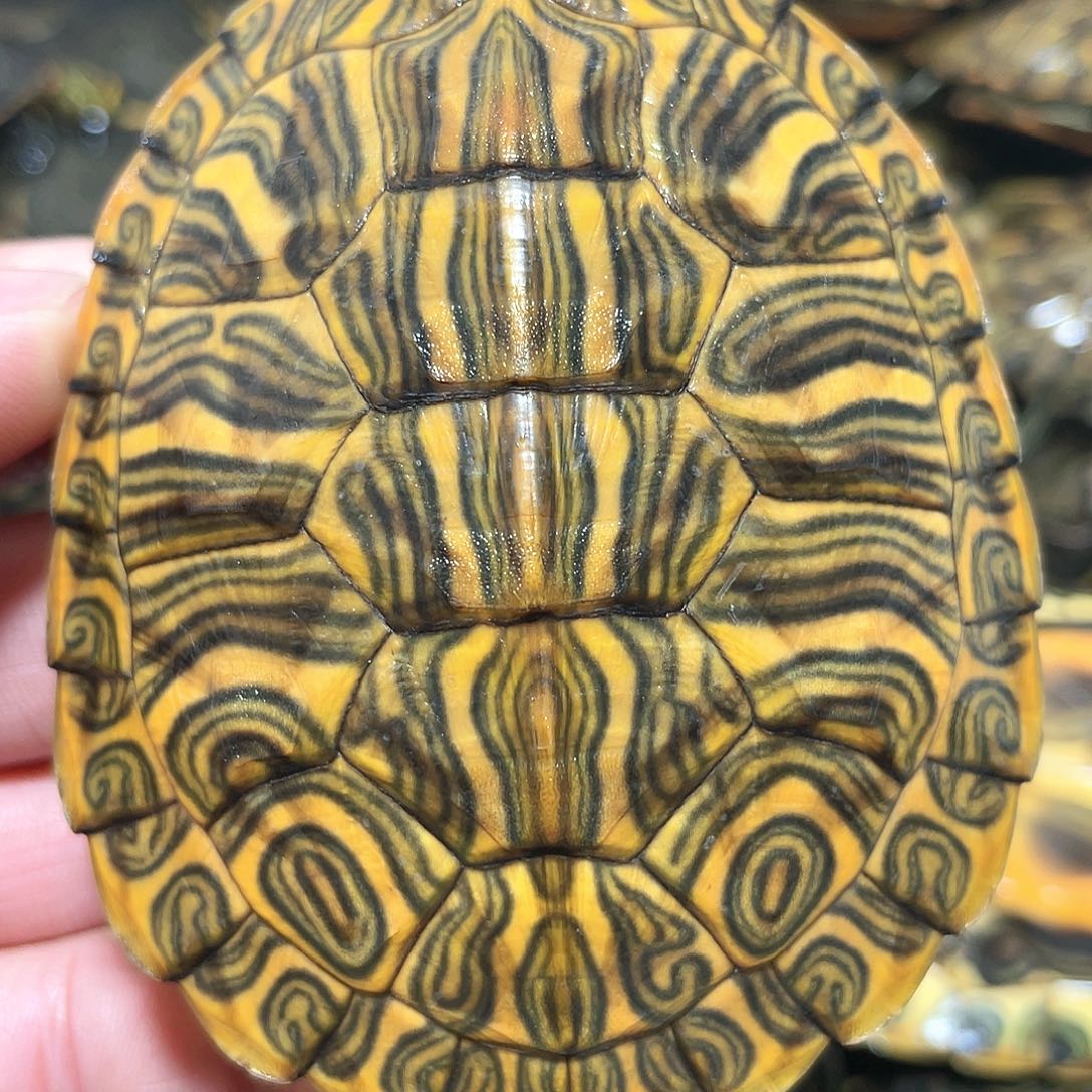 宠物龟不分公母8.3