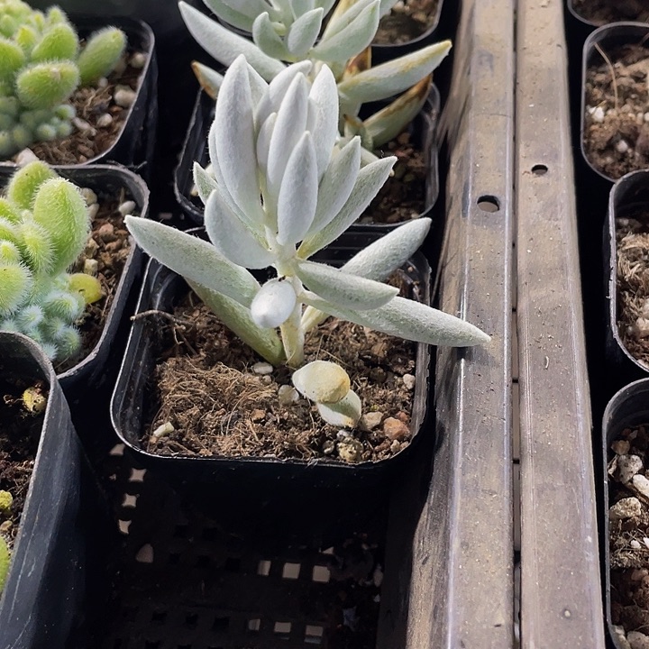 银月3.8带盆土发货