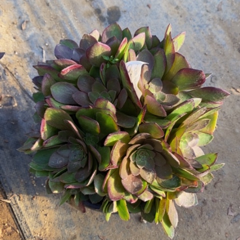 桃花石多肉植物量拍