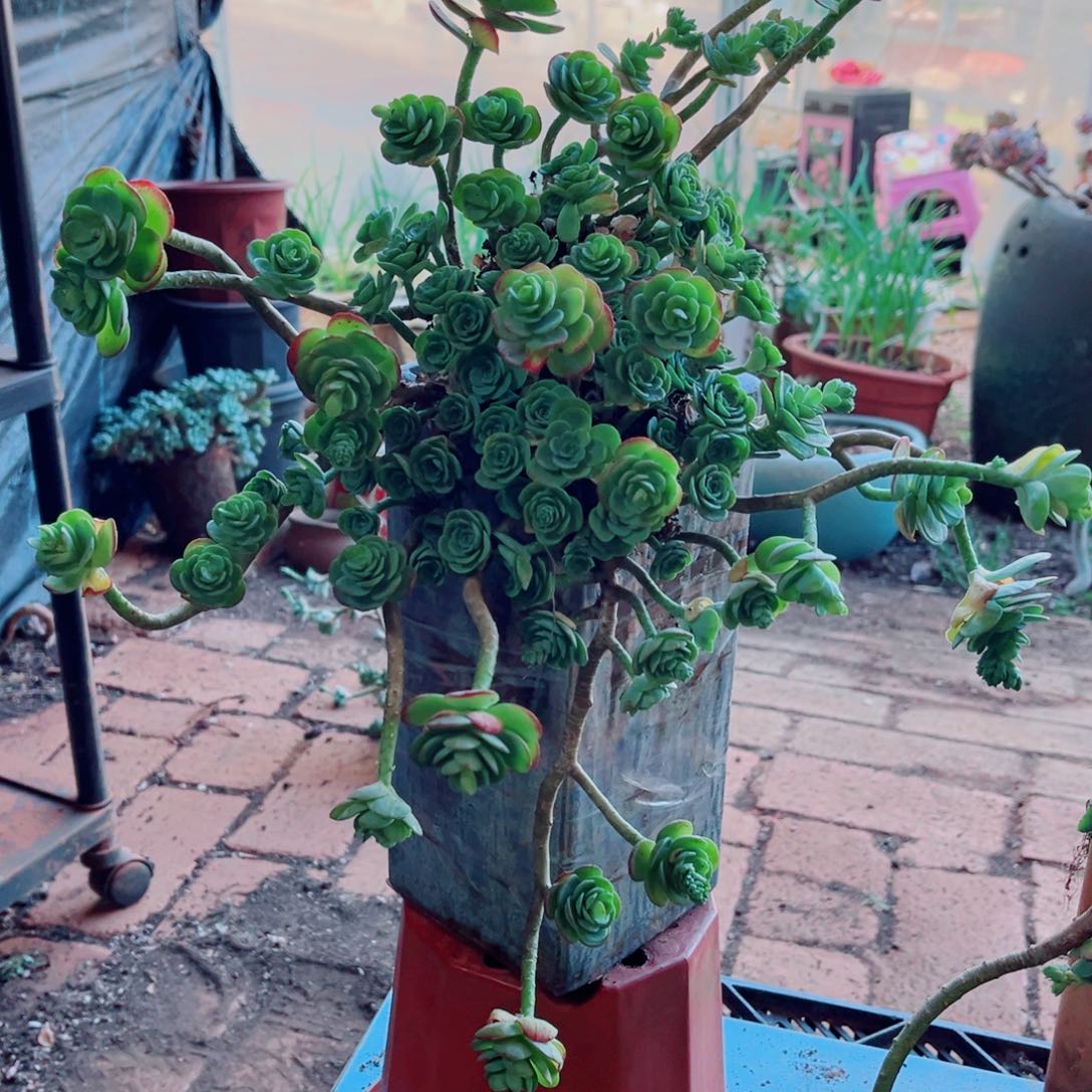 薄化妆两颗大群的