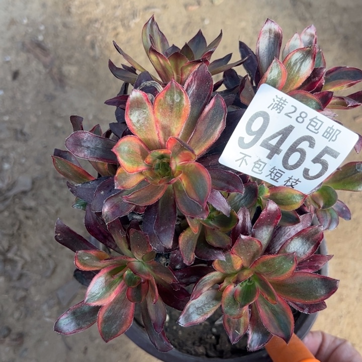 火凤多肉植物法师9465