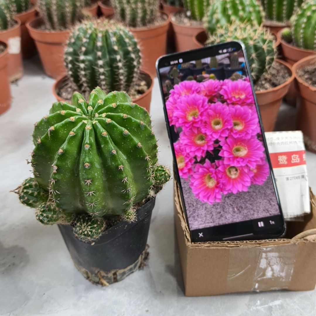 大花浓桃筋带盆发（8cm）