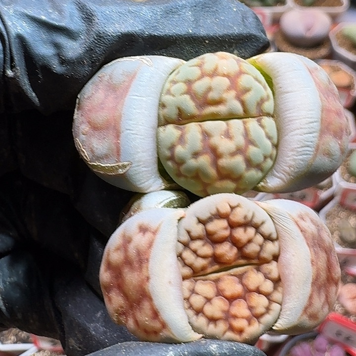 生石花233:：：。  102