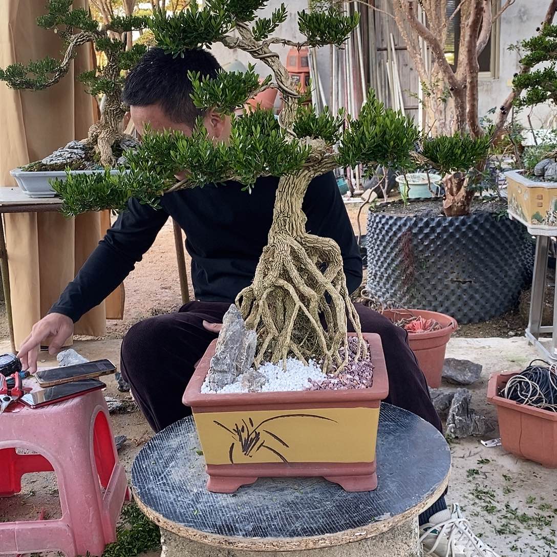 当前无花朵，栽培后可花朵